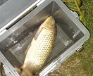 川魚料理のコツ教えます 実は高価な川魚を自宅で食べてみませんか イメージ1