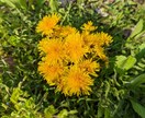 長野県内の写真撮影承ります 長野県内の確認用写真を撮影します。現地確認に最適です。 イメージ5