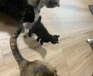 猫16匹&犬1匹の飼い主が犬猫の悩み相談承ります 多頭飼いならではわかる悩みや対策をお伝え致します！ イメージ2