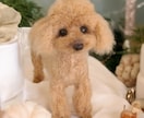 大切な愛犬さんをお作りします 世界にたった一つ♡うちのコ羊毛フェルト♡ イメージ1