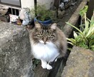 中国語⇆日本語翻訳。専門文書まで受けつけます 現場通訳、翻訳歴10年の専門家です イメージ1