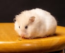 大切なペットちゃんに♡愛を込めてヒーリング致します あなたのペットちゃんを癒し、心身のバランスを整えます✨ イメージ6