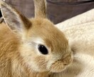 ペットちゃんとあなたへ至福のヒーリングを行います 大人気のペットヒーリングの単発バージョンです イメージ7
