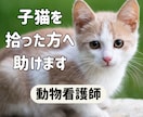 子猫を拾った方へ|育て方を電話で教えます 動物看護師が丁寧にアドバイスします イメージ1