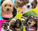 愛犬、愛猫の写真や動画を可愛く編集します 最高の思い出の一枚を残すために イメージ4