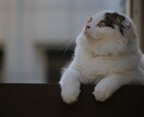 ライブ・モデル等の撮影と編集をさせていただきます ライブなどの撮影経験豊富です。都心は交通費不要です！ イメージ9