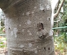 いちじくの木の害虫防止が出来ます 薬不要で環境に優しい。写真の穴は10年以上前にできたもの イメージ1