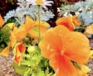 四季、折々のお花の写真ご提供致します 季節のお花の写真ご提供致します イメージ4