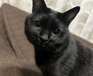 猫プロが撮った写真集あります 猫大好きな猫好き猫ままです!猫の写真提供 イメージ3