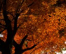 東京の山（高尾・奥多摩）の風景写真を撮影代行します 美しい風景や花の写真を提供！商用利用可・RAW現像サービス付 イメージ7