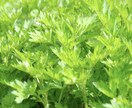温活・体質改善のためのよもぎ蒸しお伝えします セルフケア/サロンメニュー/ママ起業/副業 イメージ5