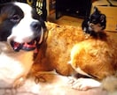ペットちゃんとお話しさせて頂きます 動物とテレパシーで会話をします。亡くなった子でも可（条件付 イメージ1