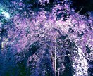 風景写真を中心に、写真を加工しポエムを作ります 風景写真を絵葉書風に加工したり、ポエムをつけたりします イメージ6