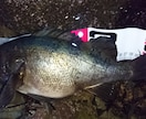 メバルの釣り方お教えします メバルという魚の魅力を知りたい方へ イメージ1
