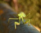 美しい自然の写真提供します 美しい写真で人の興味を惹きませんか。 イメージ1
