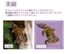 動物のイラストお描きします 小動物から爬虫類まで！どんな動物もリアルでやわらかい雰囲気に イメージ3