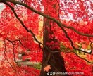 複雑恋愛を明るい未来へ導きます なかなか進まないあの人の本当の気持ちをお伝えします。 イメージ6