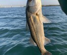 アウトドアの相談、なんでも乗ります あなたのアウトドアライフの手助けをさせてくれませんか？ イメージ5