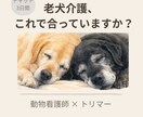 老犬との介護や暮らしを整える相談サポートします 老犬介護の不安を整理します｜チャット相談 イメージ1
