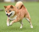 大切なペットちゃんの心の奥、気持ちを霊視鑑定します ペットの気持ち/ペットを亡くした/ペットロス/ペットは家族 イメージ2