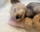 愛犬のうちの子オーダーお作りします もう一度会いたい愛犬を羊毛フェルトでお迎えしませんか？ イメージ10