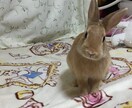 うさぎを飼いたい方にオススメ！飼い方教えます うさぎを飼おうか迷っている方に飼い方教えます！ イメージ2
