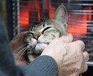 SNS用の自然や猫の写真素材を販売します SNS投稿・アイコンに使えるオリジナル写真をお届けします。 イメージ5