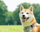 犬・猫・ペットの自然な写真を撮影します ペットと家族が過ごす時間をプロクオリティで残しませんか？ イメージ2