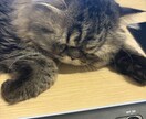 大事なペットのかわいい自慢聞きます 大好きな家族のお話しましょう！ イメージ3