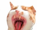 今すぐ、溜まってる愚痴や悩み聞きます 話せる人がいなくて、切羽詰まって、疲れてる方 イメージ1