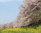 『どうしたらいいのか…』子供の夢について真剣に悩んでいるあなたの為の親力(おやりょく)カウンセリング イメージ3