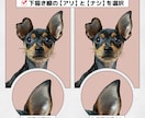 写真を元に愛するペットイラストを作成します 愛犬・愛猫・など愛するわが子をイラストにしませんか？ イメージ8