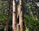霊感タロットで占います 彼の気持ち/音信不通/不倫/子育て/ママ友トラブル/視ます イメージ8