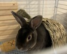 大事なペットのかわいい自慢聞きます 大好きな家族のお話しましょう！ イメージ8