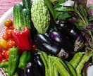 色々な家庭菜園、ベランダ菜園アドバイス致します 多種多用に貴方のスペース、環境に合った野菜、果物を イメージ1
