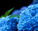 写真を売り、編集します 風景、動物、植物等の写真販売、代行。レタッチも承ります。 イメージ5
