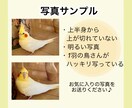 ペットのインコちゃんの似顔絵イラスト作成します ポスター風でリアル調なイラスト/どんな飼い鳥さんでもOK イメージ3