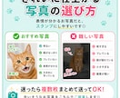 愛猫の写真で、毎日使えるLINEスタンプ作成します ｜申請するだけでOK！実用セリフ入り・透過PNG納品 イメージ5