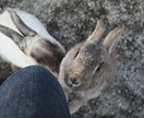 大久野島の写真提供します 可愛らしいうさぎがたくさんいる大久野島の写真の撮影をします イメージ1