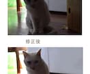 写真素材の作成・修正・加工の各種を承ります 著作権などの心配がない、オリジナルでの作成をご希望の方に！ イメージ7