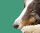 犬と猫の腎臓や泌尿器の相談を受けたわまります 腎臓と泌尿器を専門にした獣医師が相談に応じます。 イメージ1