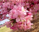 お花の写真メインで提供します お花、風景をメインに写真提供します。 イメージ1