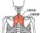 体の不調や悩みの解決をサポートします あなたの体の悩み何でもご相談下さい！お力になります。 イメージ1