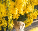 加工アプリより盛れる写真撮ります 今までで1番かわいい写真撮ります! イメージ7