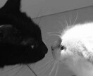 男心や女性へのアプローチなどお教えします 何十人もの恋愛相談を受けてきた私があなたの恋を成就させます！ イメージ2