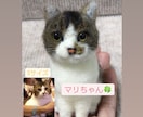 羊毛フェルトでペットちゃんのお人形を作ります 【手乗りサイズ】画像巻末・見本動画もぜひ！ご覧下さい イメージ1