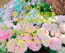 日↔韓翻訳✩.*˚ 承ります 500文字以内 お急ぎの方は気軽にご相談ください✩.*˚ イメージ1