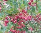 家庭菜園、畑、植木のご相談承ります 野菜、植木農家の経験を活かしサポートします。 イメージ5