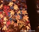 複雑恋愛を明るい未来へ導きます なかなか進まないあの人の本当の気持ちをお伝えします。 イメージ4