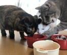 猫ちゃんのお食事に関するお悩み相談にのります 食の悩みを解決して飼い主さんも猫ちゃんもしあわせに！ イメージ5
